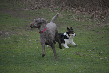 20250425_Dog park__DSC0328_.jpg