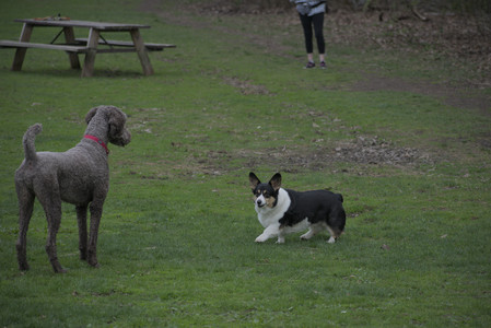 20250425_Dog park__DSC0330_.jpg