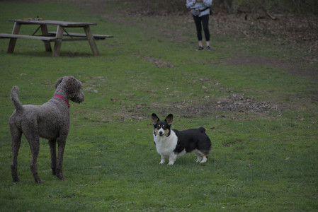 20250425_Dog park__DSC0332_.jpg