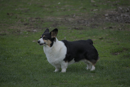 20250425_Dog park__DSC0334_.jpg