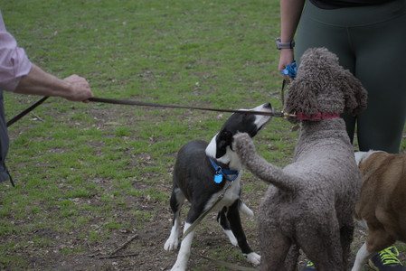 20250425_Dog park__DSC0335_.jpg