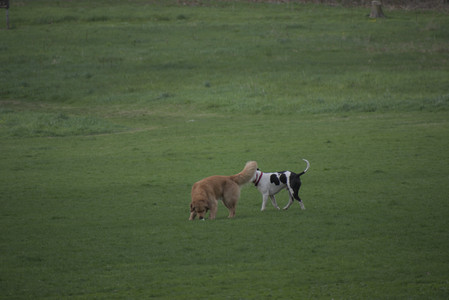 20250429_Plants and Dog Park__DSC0112_.jpg