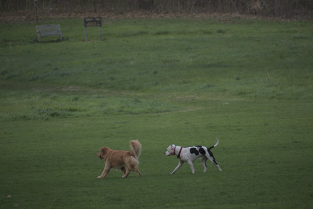 20250429_Plants and Dog Park__DSC0119_.jpg