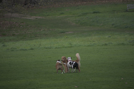 20250429_Plants and Dog Park__DSC0123_.jpg