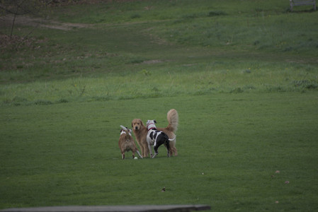 20250429_Plants and Dog Park__DSC0127_.jpg