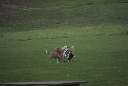 20250429_Plants and Dog Park__DSC0132_.jpg