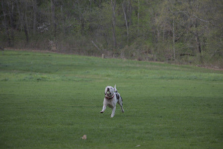 20250429_Plants and Dog Park__DSC0138_.jpg