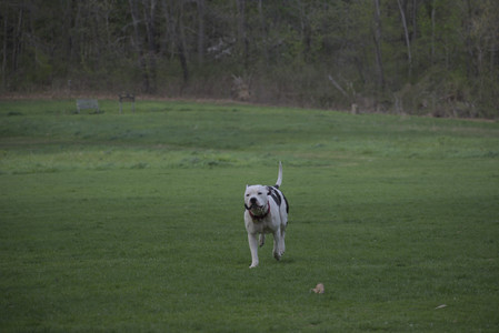 20250429_Plants and Dog Park__DSC0143_.jpg