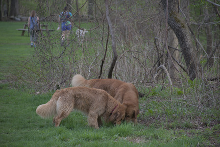 20250429_Plants and Dog Park__DSC0155_.jpg