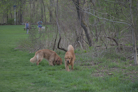 20250429_Plants and Dog Park__DSC0159_.jpg