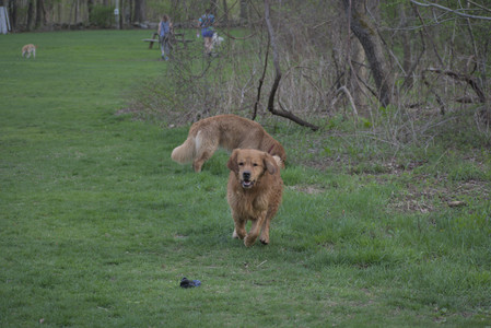 20250429_Plants and Dog Park__DSC0162_.jpg