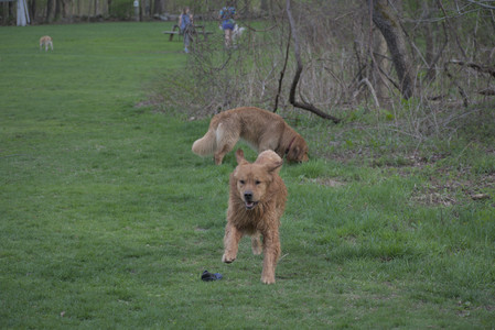20250429_Plants and Dog Park__DSC0163_.jpg