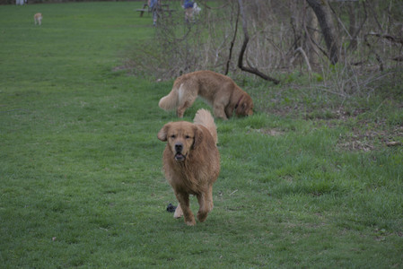 20250429_Plants and Dog Park__DSC0164_.jpg