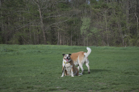 20250429_Plants and Dog Park__DSC0175_.jpg