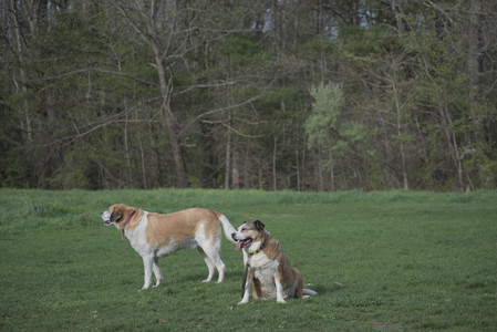 20250429_Plants and Dog Park__DSC0177_.jpg