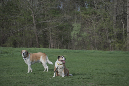 20250429_Plants and Dog Park__DSC0181_.jpg