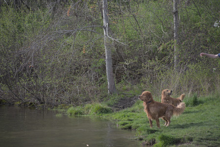 20250429_Plants and Dog Park__DSC0190_.jpg