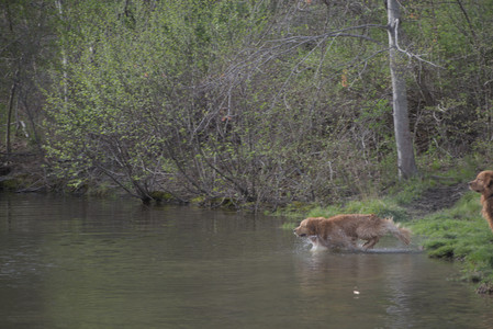 20250429_Plants and Dog Park__DSC0192_.jpg