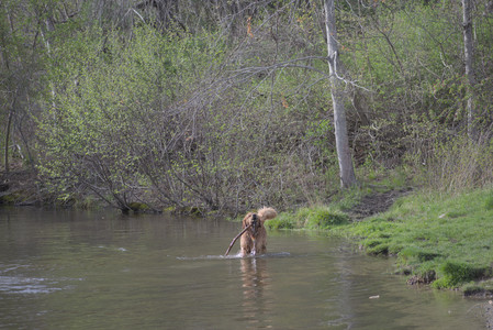 20250429_Plants and Dog Park__DSC0205_.jpg
