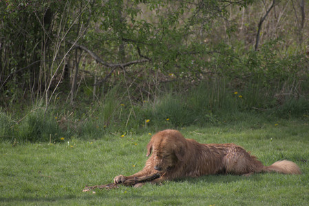 20250429_Plants and Dog Park__DSC0240_.jpg