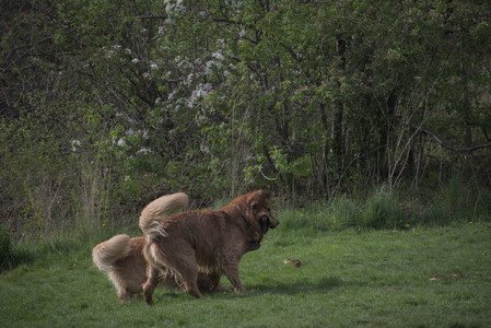 20250429_Plants and Dog Park__DSC0268_.jpg