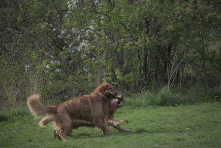 20250429_Plants and Dog Park__DSC0269_.jpg