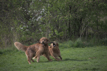 20250429_Plants and Dog Park__DSC0270_.jpg