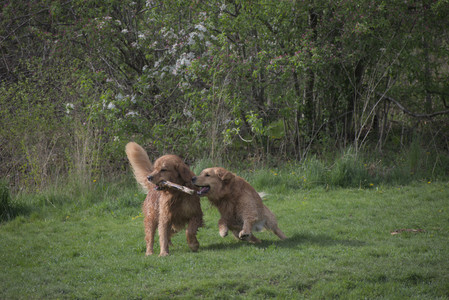 20250429_Plants and Dog Park__DSC0271_.jpg