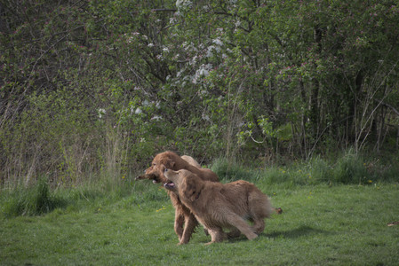 20250429_Plants and Dog Park__DSC0272_.jpg