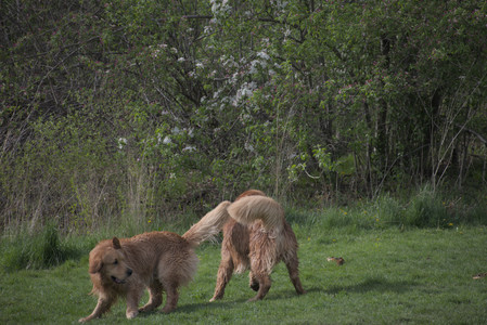 20250429_Plants and Dog Park__DSC0276_.jpg