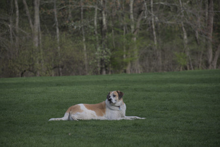 20250429_Plants and Dog Park__DSC0283_.jpg