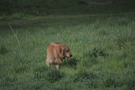 20250429_Plants and Dog Park__DSC0324_.jpg