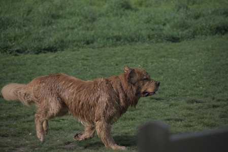 20250429_Plants and Dog Park__DSC0333_.jpg