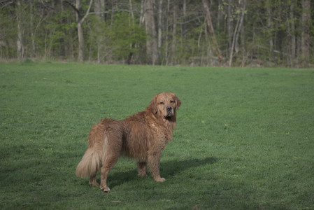 20250429_Plants and Dog Park__DSC0347_.jpg