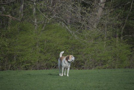 20250429_Plants and Dog Park__DSC0354_.jpg