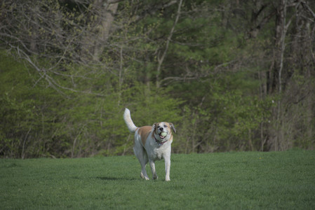 20250429_Plants and Dog Park__DSC0362_.jpg