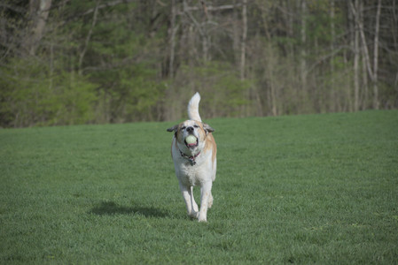 20250429_Plants and Dog Park__DSC0376_.jpg