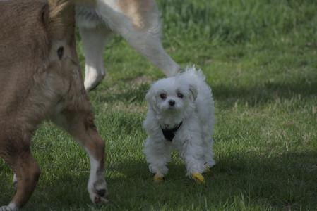 20250429_Plants and Dog Park__DSC0395_.jpg