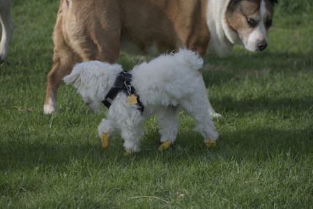 20250429_Plants and Dog Park__DSC0401_.jpg