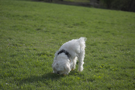 20250429_Plants and Dog Park__DSC0411_.jpg