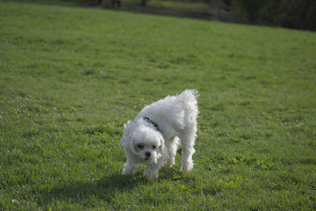 20250429_Plants and Dog Park__DSC0413_.jpg