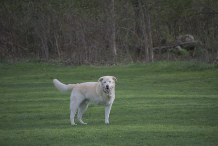 20250429_Plants and Dog Park__DSC0420_.jpg