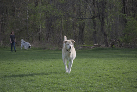 20250429_Plants and Dog Park__DSC0427_.jpg