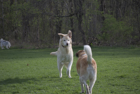 20250429_Plants and Dog Park__DSC0432_.jpg