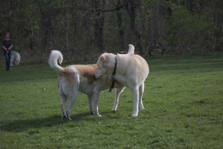 20250429_Plants and Dog Park__DSC0436_.jpg