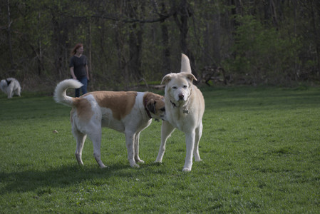 20250429_Plants and Dog Park__DSC0446_.jpg