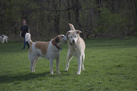 20250429_Plants and Dog Park__DSC0451_.jpg