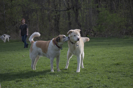 20250429_Plants and Dog Park__DSC0452_.jpg