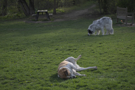 20250429_Plants and Dog Park__DSC0483_.jpg