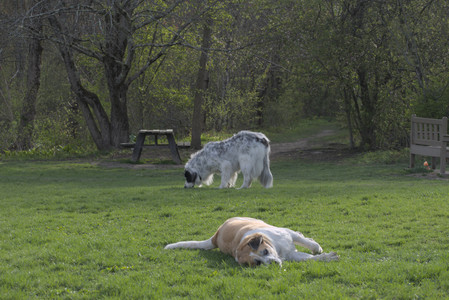 20250429_Plants and Dog Park__DSC0490_.jpg